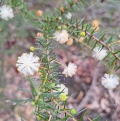 Acacia ulicifolia (Prickly Moses) at South Pacific Heathland Reserve - 25 May 2024 by forest17178