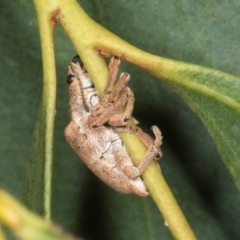 Gonipterus scutellatus (Eucalyptus snout beetle, gum tree weevil) at Amaroo, ACT - 24 May 2024 by AlisonMilton