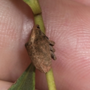 Gonipterus scutellatus at Yerrabi Pond - 24 May 2024