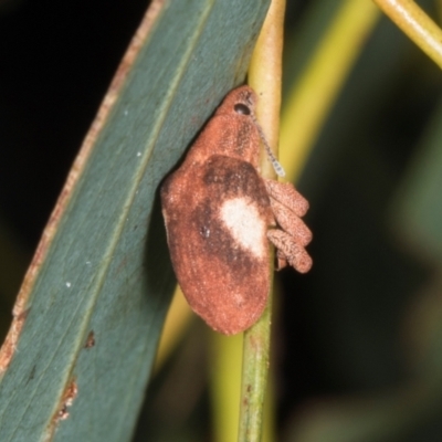 Gonipterus pulverulentus (Eucalyptus weevil) at Gungahlin, ACT - 24 May 2024 by AlisonMilton