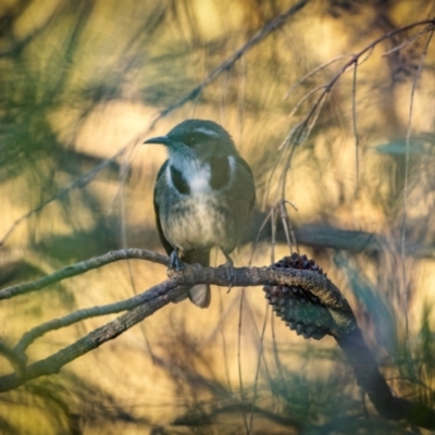 Phylidonyris pyrrhopterus (Crescent Honeyeater) at Mount Ainslie - 22 May 2024 by trevsci