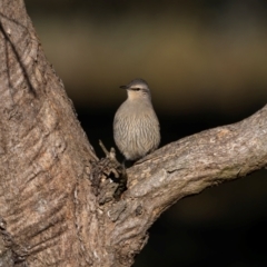 Climacteris picumnus (Brown Treecreeper) at Bellmount Forest, NSW - 22 May 2024 by trevsci