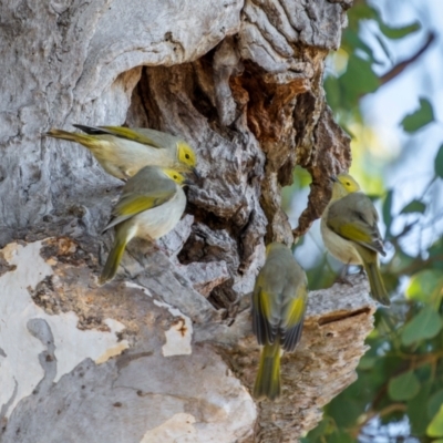 Ptilotula penicillata (White-plumed Honeyeater) at Bellmount Forest, NSW - 23 May 2024 by trevsci