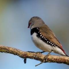 Stagonopleura guttata (Diamond Firetail) at Bellmount Forest, NSW - 22 May 2024 by trevsci