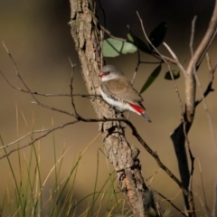 Stagonopleura guttata at Bellmount Forest, NSW - suppressed