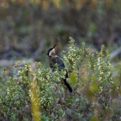 Acanthorhynchus tenuirostris (Eastern Spinebill) at Bellmount Forest, NSW - 23 May 2024 by trevsci