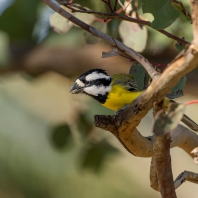 Falcunculus frontatus (Eastern Shrike-tit) at Bellmount Forest, NSW - 23 May 2024 by trevsci