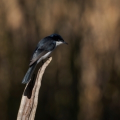 Myiagra inquieta (Restless Flycatcher) at Bellmount Forest, NSW - 23 May 2024 by trevsci