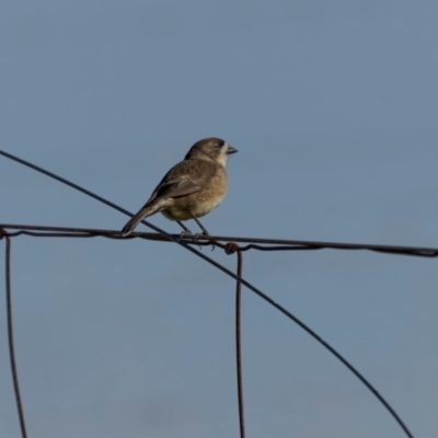 Aphelocephala leucopsis (Southern Whiteface) at Bellmount Forest, NSW - 23 May 2024 by trevsci