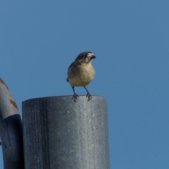 Aphelocephala leucopsis at Bellmount Forest, NSW - 23 May 2024