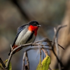 Dicaeum hirundinaceum (Mistletoebird) at Mount Ainslie - 24 May 2024 by trevsci