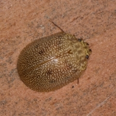 Paropsis atomaria (Eucalyptus leaf beetle) at Yerrabi Pond - 24 May 2024 by AlisonMilton