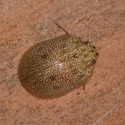 Paropsis atomaria (Eucalyptus leaf beetle) at Yerrabi Pond - 24 May 2024 by AlisonMilton