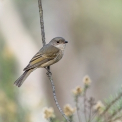 Pachycephala pectoralis (Golden Whistler) at Hackett, ACT - 24 May 2024 by trevsci