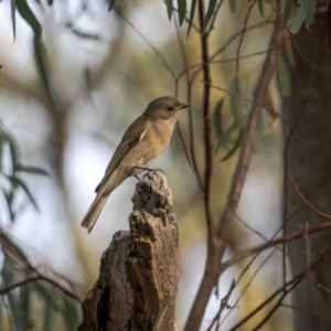 Pachycephala pectoralis at Mount Ainslie - 24 May 2024