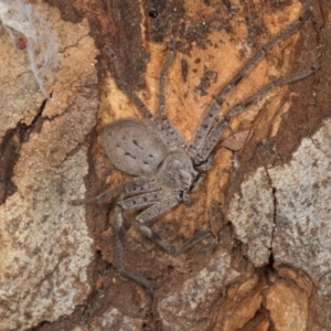 Isopeda canberrana at Yerrabi Pond - 24 May 2024