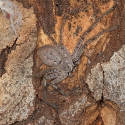 Isopeda canberrana (Canberra Huntsman Spider) at Gungahlin, ACT - 24 May 2024 by AlisonMilton