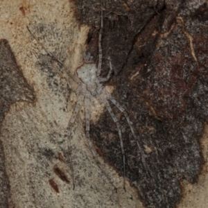 Tamopsis eucalypti at Yerrabi Pond - 24 May 2024