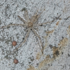 Tamopsis eucalypti (A two-tailed spider) at Gungahlin, ACT - 24 May 2024 by AlisonMilton