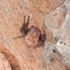 Cymbacha ocellata (Crab spider) at Amaroo, ACT - 24 May 2024 by AlisonMilton