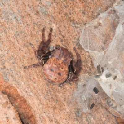 Cymbacha ocellata (Crab spider) at Amaroo, ACT - 24 May 2024 by AlisonMilton