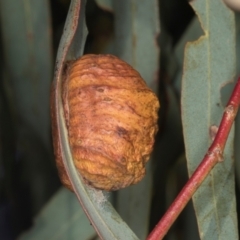 Eucalyptus insect gall at suppressed - 24 May 2024 by AlisonMilton