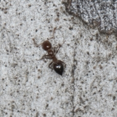 Crematogaster sp. (genus) (Acrobat ant, Cocktail ant) at Amaroo, ACT - 24 May 2024 by AlisonMilton