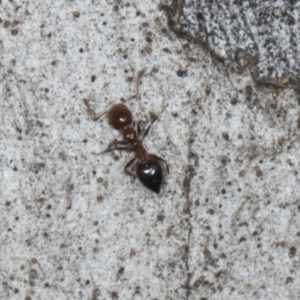 Crematogaster sp. (genus) at Yerrabi Pond - 24 May 2024