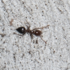 Crematogaster sp. (genus) at Yerrabi Pond - 24 May 2024