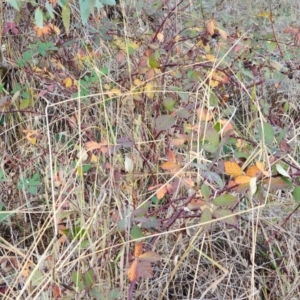 Rubus anglocandicans at Farrer Ridge - 25 May 2024