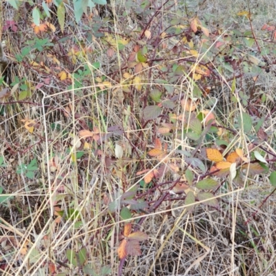 Rubus anglocandicans (Blackberry) at Farrer, ACT - 25 May 2024 by julielindner