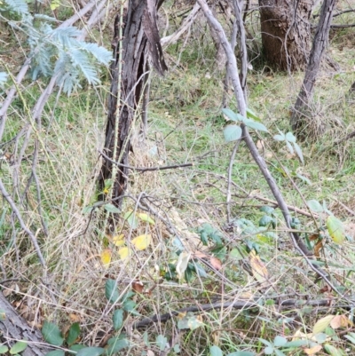 Rubus anglocandicans (Blackberry) at Farrer Ridge - 25 May 2024 by julielindner