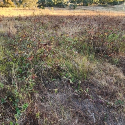 Rubus sp. at Wanniassa, ACT - 25 May 2024 by julielindner