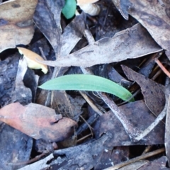 Glossodia major (Wax Lip Orchid) at Aranda Bushland - 14 May 2024 by CathB