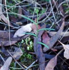 Bunochilus umbrinus (Broad-sepaled Leafy Greenhood) at Aranda Bushland - 14 May 2024 by CathB