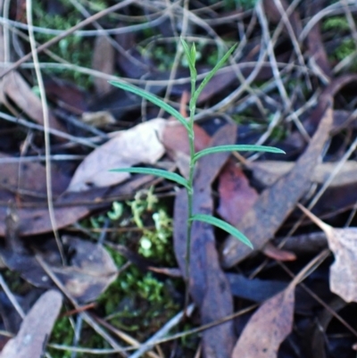 Bunochilus umbrinus (ACT) = Pterostylis umbrina (NSW) (Broad-sepaled Leafy Greenhood) at Aranda, ACT by CathB