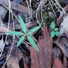 Bunochilus umbrinus (ACT) = Pterostylis umbrina (NSW) at suppressed - 14 May 2024