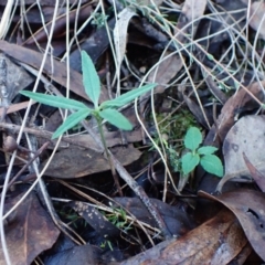 Bunochilus umbrinus (ACT) = Pterostylis umbrina (NSW) at suppressed - suppressed