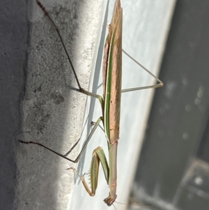 Tenodera australasiae at Campbell, ACT - 23 May 2024