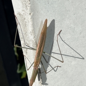 Tenodera australasiae at Campbell, ACT - 23 May 2024