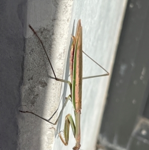 Tenodera australasiae at Campbell, ACT - 23 May 2024