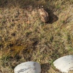 Vombatus ursinus at Kambah, ACT - 25 May 2024 01:22 PM