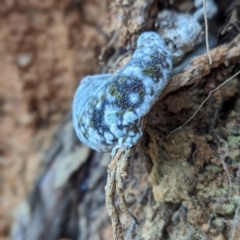 Unidentified Fungus at suppressed - 25 May 2024 by Rebeccajgee