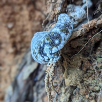Unverified Fungus at Tidbinbilla Nature Reserve - 25 May 2024 by Rebeccajgee