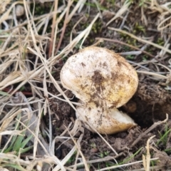 Rhizopogon sp. at suppressed - 25 May 2024