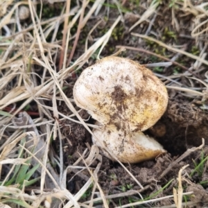 Rhizopogon sp. at suppressed - 25 May 2024