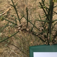 Discaria pubescens (Australian Anchor Plant) at Uriarra Village, ACT - 26 Sep 2018 by JimL