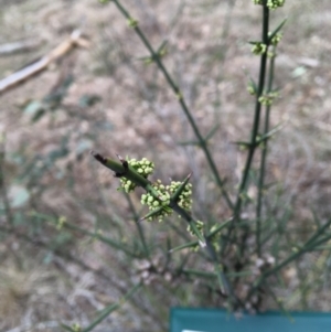 Discaria pubescens at Uriarra Village, ACT - 26 Sep 2018