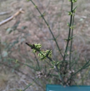 Discaria pubescens at Uriarra Village, ACT - 26 Sep 2018