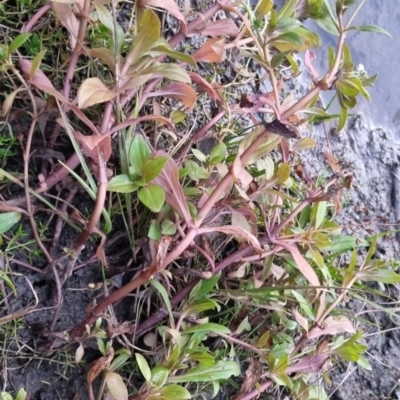 Veronica anagallis-aquatica (Blue Water Speedwell) at suppressed - 25 May 2024 by clarehoneydove